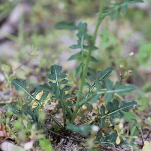 Photographie n°2282321 du taxon Sisymbrium irio L.