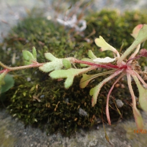 Photographie n°2282324 du taxon Saxifraga tridactylites L.