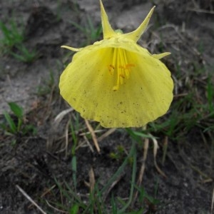 Photographie n°2282390 du taxon Narcissus gigas (Haw.) Steud. [1841]