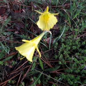 Photographie n°2282391 du taxon Narcissus gigas (Haw.) Steud. [1841]