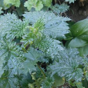 Photographie n°2282410 du taxon Urtica atrovirens Req. ex Loisel.