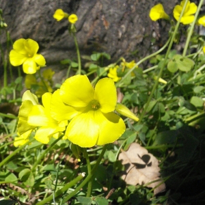 Photographie n°2282434 du taxon Oxalis pes-caprae L. [1753]