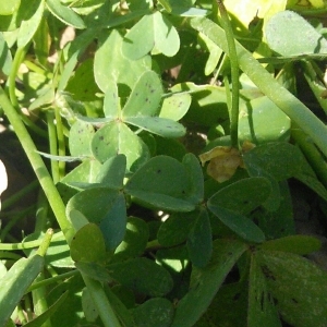Photographie n°2282435 du taxon Oxalis pes-caprae L. [1753]