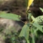  Liliane Roubaudi - Merremia umbellata (L.) Hallier