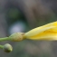  Liliane Roubaudi - Merremia umbellata (L.) Hallier