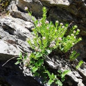 Photographie n°2282487 du taxon Galium saxatile L. [1753]