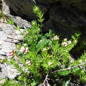 Photographie n°2282488 du taxon Galium saxatile L. [1753]