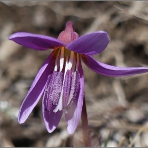 Photographie n°2282503 du taxon Erythronium dens-canis L. [1753]