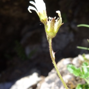 Photographie n°2282507 du taxon Saxifraga granulata L. [1753]