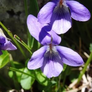 Photographie n°2282539 du taxon Viola canina L. [1753]
