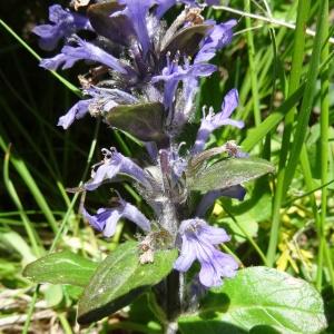 Photographie n°2282560 du taxon Ajuga reptans L. [1753]