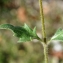  Liliane Roubaudi - Tridax procumbens L.