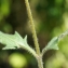  Liliane Roubaudi - Tridax procumbens L.