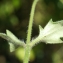  Liliane Roubaudi - Tridax procumbens L.