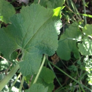 Photographie n°2282705 du taxon Lunaria annua L. [1753]