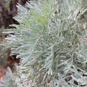 Photographie n°2282712 du taxon Artemisia absinthium L. [1753]