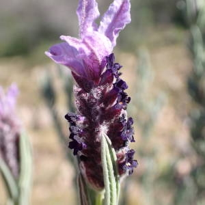 Photographie n°2282762 du taxon Lavandula stoechas L. [1753]