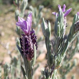 Photographie n°2282763 du taxon Lavandula stoechas L. [1753]