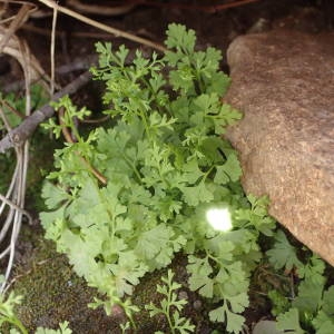 Photographie n°2282846 du taxon Anogramma leptophylla (L.) Link [1841]