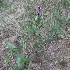 Photographie n°2282919 du taxon Himantoglossum robertianum (Loisel.) P.Delforge