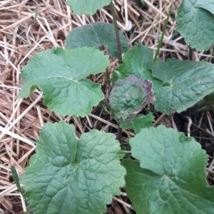 Photographie n°2282930 du taxon Lunaria annua L. [1753]