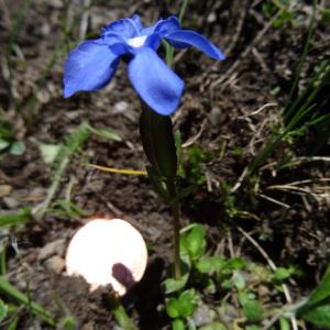 Photographie n°2282983 du taxon Gentiana brachyphylla Vill. [1779]