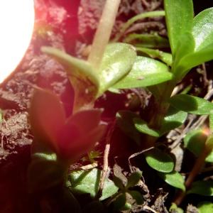 Photographie n°2282984 du taxon Gentiana brachyphylla Vill. [1779]