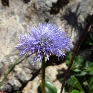  - Globularia nudicaulis f. nudicaulis 