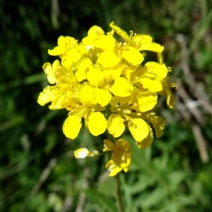  - Sisymbrium austriacum subsp. contortum (Cav.) Rouy & Foucaud [1895]