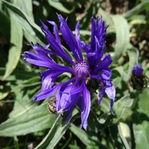 Photographie n°2283146 du taxon Cyanus montanus (L.) Hill [1768]