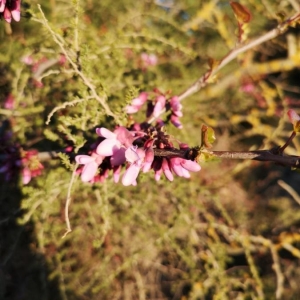 Photographie n°2283159 du taxon Cercis siliquastrum L. [1753]