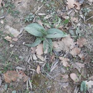 Photographie n°2283164 du taxon Himantoglossum robertianum (Loisel.) P.Delforge