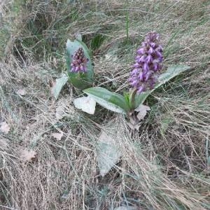 Photographie n°2283165 du taxon Himantoglossum robertianum (Loisel.) P.Delforge