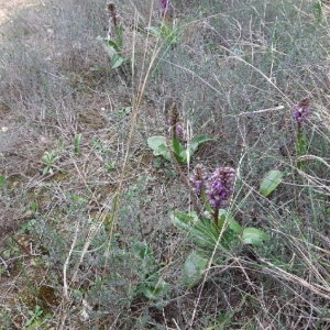 Photographie n°2283167 du taxon Himantoglossum robertianum (Loisel.) P.Delforge