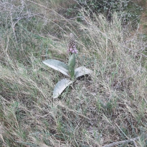 Photographie n°2283172 du taxon Himantoglossum robertianum (Loisel.) P.Delforge