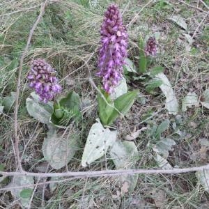 Photographie n°2283173 du taxon Himantoglossum robertianum (Loisel.) P.Delforge