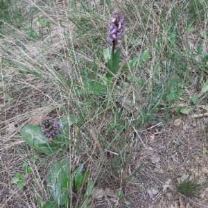 Photographie n°2283175 du taxon Himantoglossum robertianum (Loisel.) P.Delforge