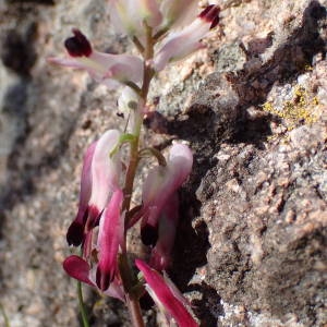 Photographie n°2283232 du taxon Fumaria capreolata L. [1753]