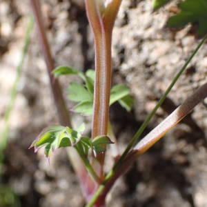 Photographie n°2283238 du taxon Fumaria capreolata L. [1753]