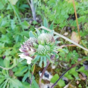 Photographie n°2283287 du taxon Anthyllis vulneraria L. [1753]
