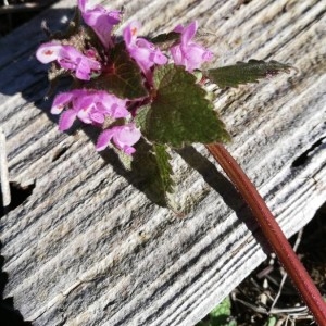 Photographie n°2283309 du taxon Lamium purpureum L. [1753]