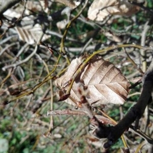 Photographie n°2283325 du taxon Carpinus betulus L. [1753]