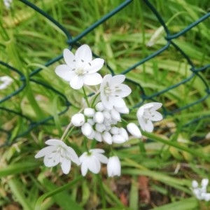 Photographie n°2283339 du taxon Allium neapolitanum Cirillo [1788]