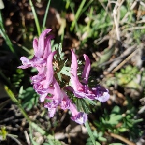 Photographie n°2283363 du taxon Corydalis solida (L.) Clairv.