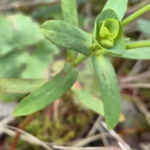 Photographie n°2283473 du taxon Euphorbia amygdaloides L. [1753]