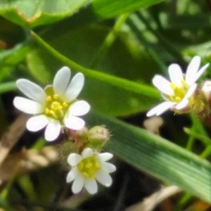 Photographie n°2283479 du taxon Draba verna L.