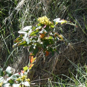 Photographie n°2283510 du taxon Mahonia aquifolium (Pursh) Nutt. [1818]