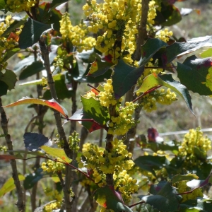 Photographie n°2283512 du taxon Mahonia aquifolium (Pursh) Nutt. [1818]