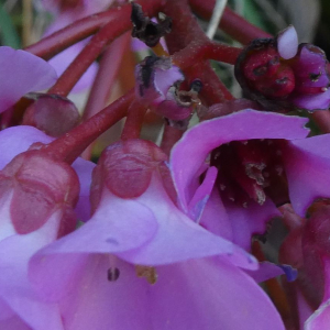 Photographie n°2283522 du taxon Bergenia crassifolia (L.) Fritsch [1889]