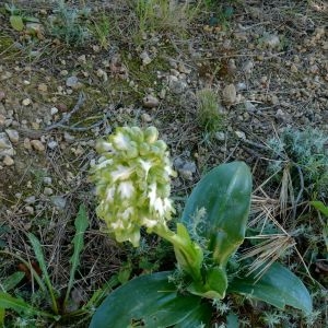 Photographie n°2283549 du taxon Himantoglossum robertianum (Loisel.) P.Delforge [1999]